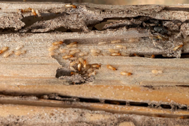 Flea Control Services in Dallas Center, IA