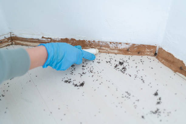 Best Pest Prevention Services  in Dallas Center, IA